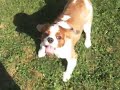 Winston Cavalier King Charles Spaniel runs home with his toy