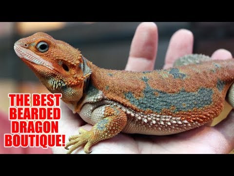 YouTube reptile video