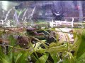 Dwarf Frog looking for food