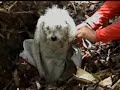 salvando un perrito   psycorunners 