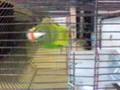 HEY YA PARROT DANCING