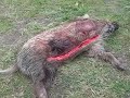 feral hog 2 007.AVI
