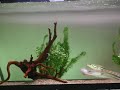 snakehead_rips_catfish