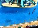 HongKong Ocean park 34