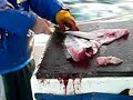 PESCA RADICAL EN ARGENTINA