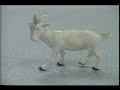 Fainting Goats