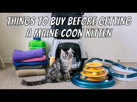 Things to Buy Before Getting a Maine Coon Kitten