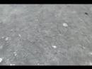 �C���U���@���I�{���̒j�Ɠ��_...