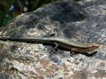 Japanese Lizards Tokage ??? Hagedis  Lucertola