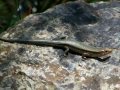 Japanese Lizards Tokage トカゲ Hagedis Lucertola