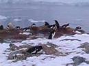 Penguin Doo Doos Antartica