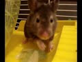 Sooty The Syrian Hamster-Bear Sooty The Syrian Hamster-Bear