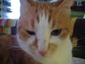 Baby Cat Scratch Face