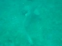 Whale Shark of Ko Phi Phi