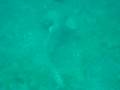 Whale Shark of Ko Phi Phi