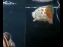 5FT Aquarium Vidshot