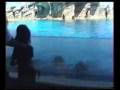 videos de Spettacolo delfini.wmv
