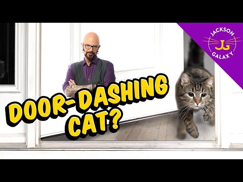 Tips on helping prevent Door-Dashing cats!