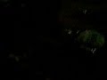 Thumbnail #1