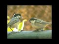 Parus Ater - Familia de Garrapinos - Coal Tit Family