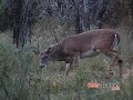 Big Bucks: Rutting