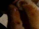 close-up massaging paws