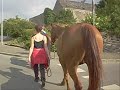 Retour au pr� par la ville...