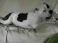 Bulldog Americano video