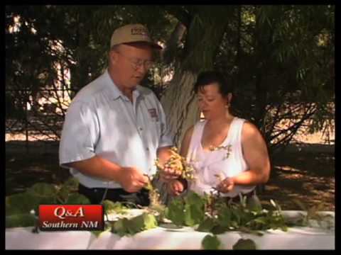 how to treat fungus on japanese maple