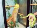 Manokwari Green Tree Python color change