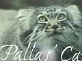 Largest, Strongest, Rare Cats, Stalk, Attack Kill Endangered