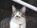我が家の猫（栃の嵐）