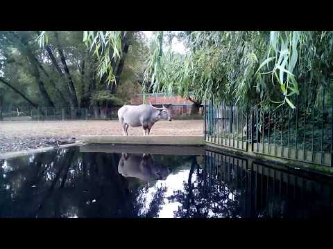Kerabau - Haustierrasse des Wasserbüffels - Tierpark Berlin - September 2017