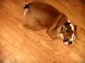 Jayk and Winston playing hide and seek