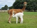 Cria or Baby alpaca takes a drink