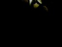 Making a Ninja Panda Disappear by Psychic Ninja Magic
