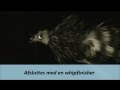 Grå Frede fluebinding en klassisk havørredflue.wmv