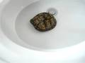 Turtle: Part 2/3