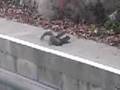 Squirrel Fight