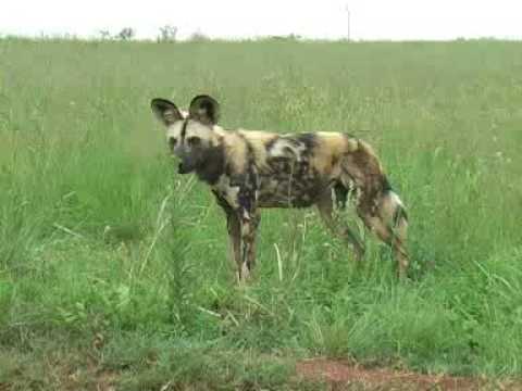 africa dog
