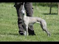 TOTAL LURCHER EVENT