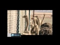 Ostrich farming in Iran .پرورش شتر مرغ در ایران,Food processing industry in Iran