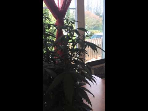 how to kill fungus gnats cannabis