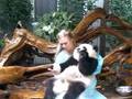 Holding Pandas in China