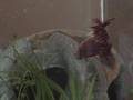 videos de Betta Finally In Tank and Happy