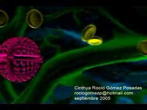 CELULA