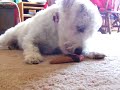 sophie-the-schnoodles-first-walk.html
