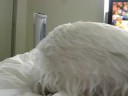 Jenna the Westie playing with her giraffe