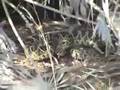 eastern diamondback rattlesnake loxahatchee