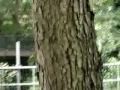 Squirrel Pursuit